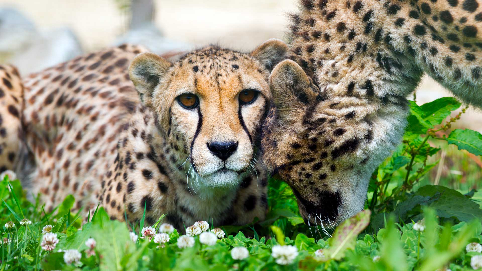 Picture of Cheetahs