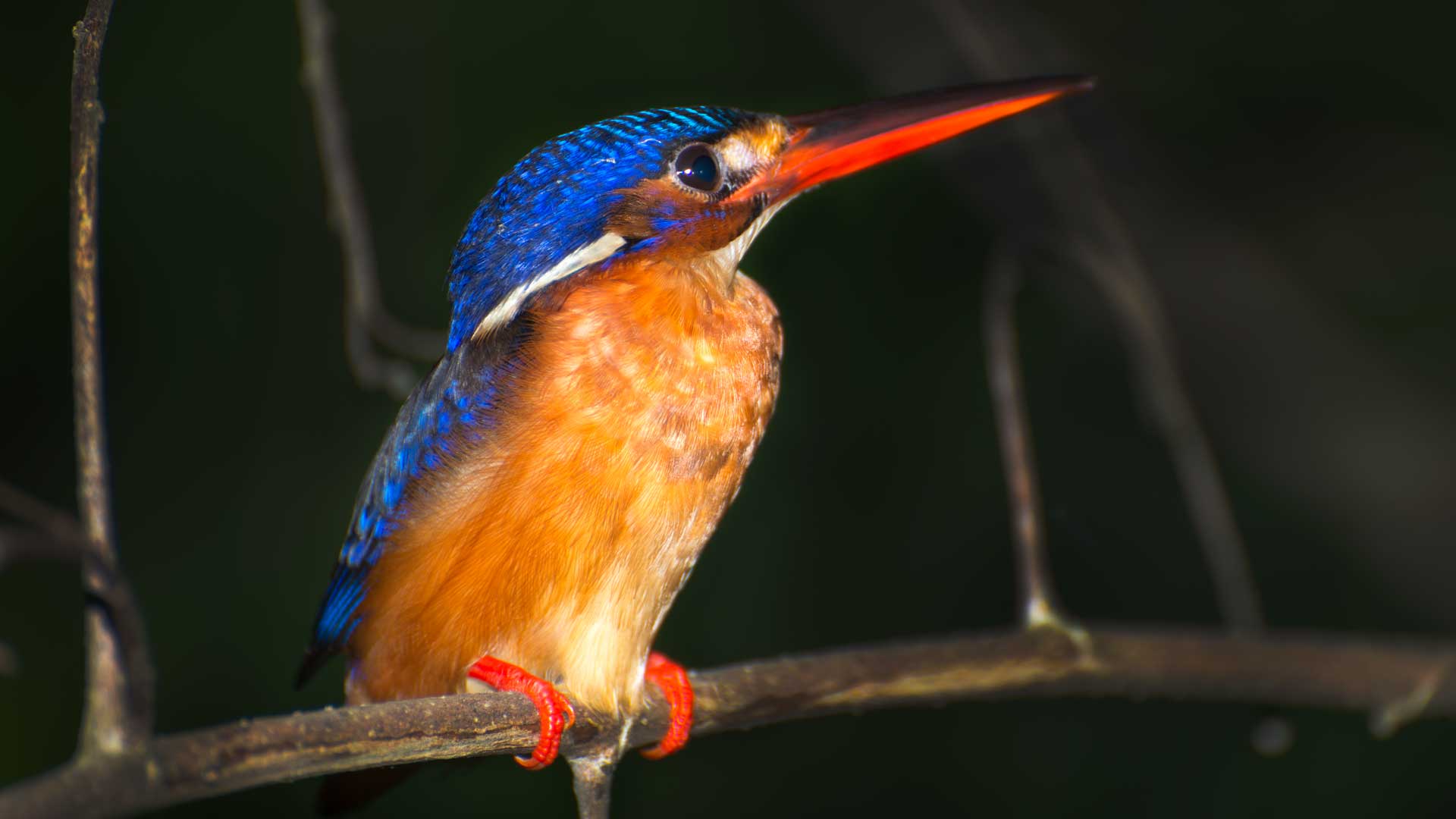 Kingfisher photos