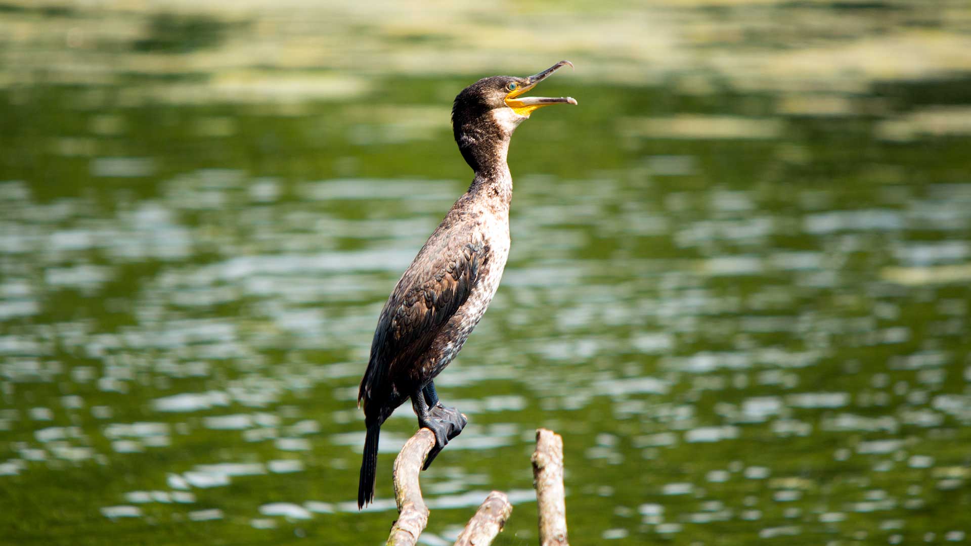 British Birds