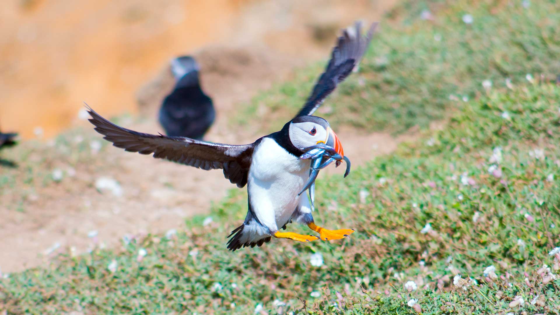 Puffin pictures