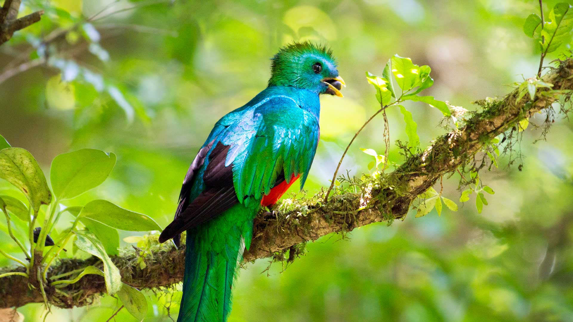 Rainforest birds