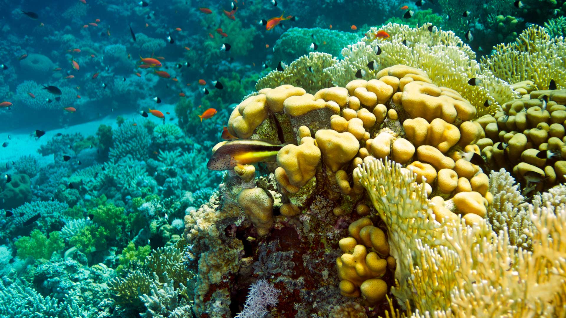 Coral reefs as an eco system