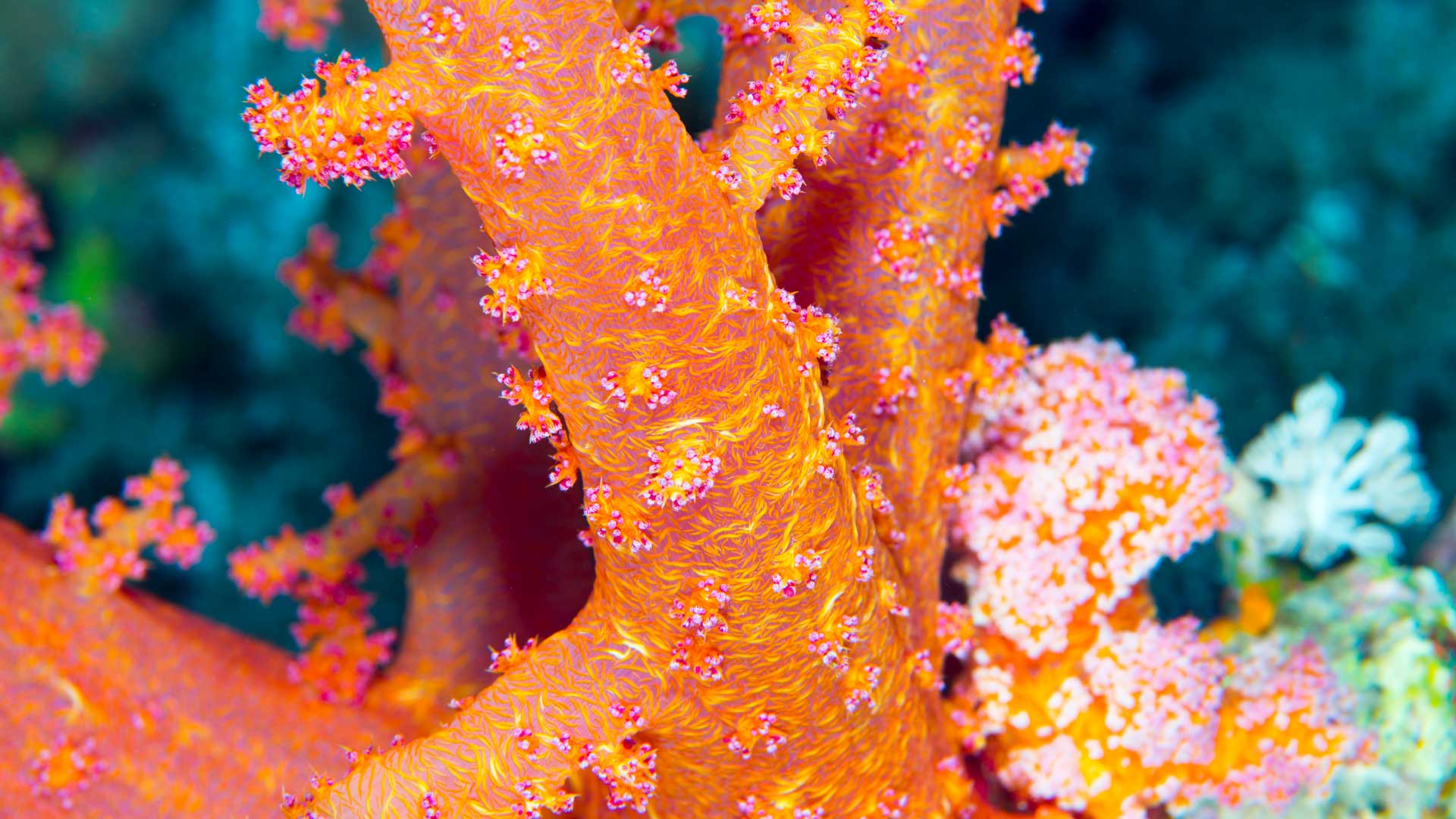 Coral reefs pictures