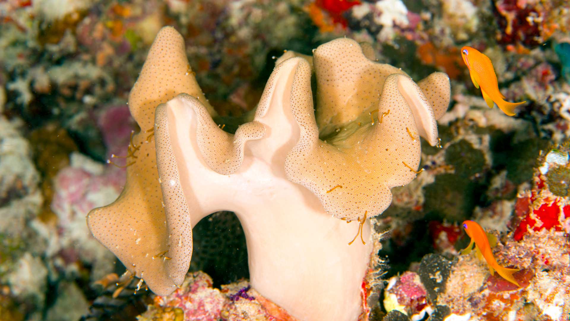 Pictures of corals