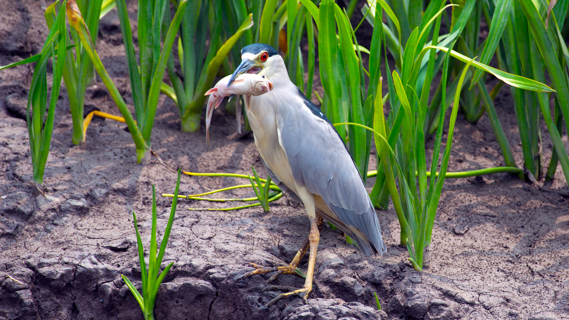 Bird photography