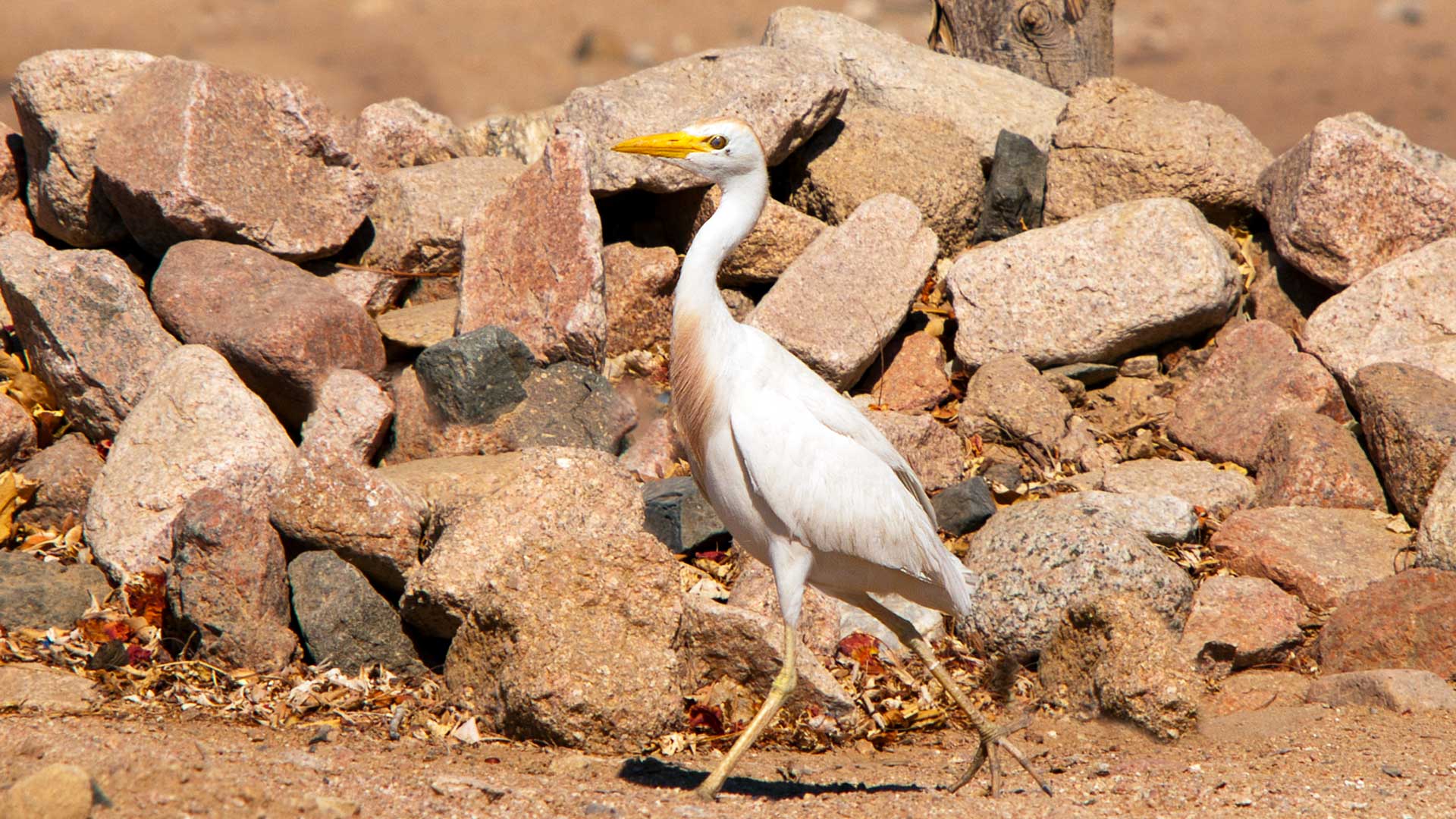 Bird pictures