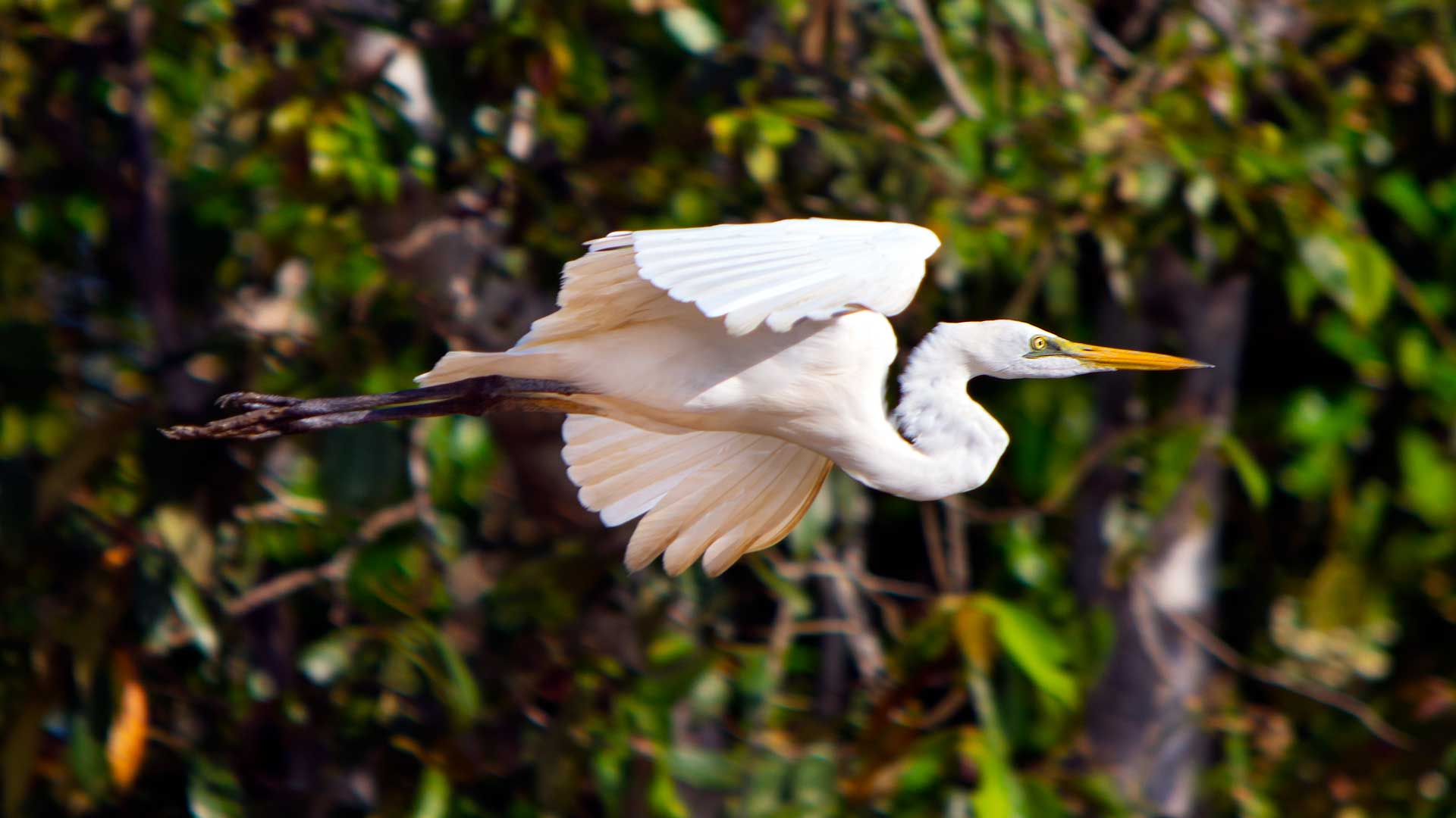 Images of egret