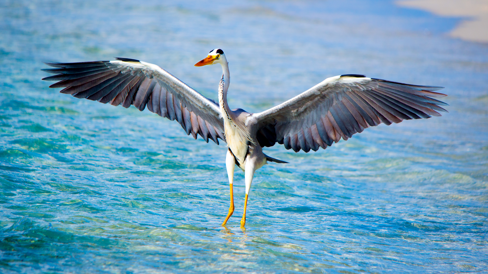 Images of heron