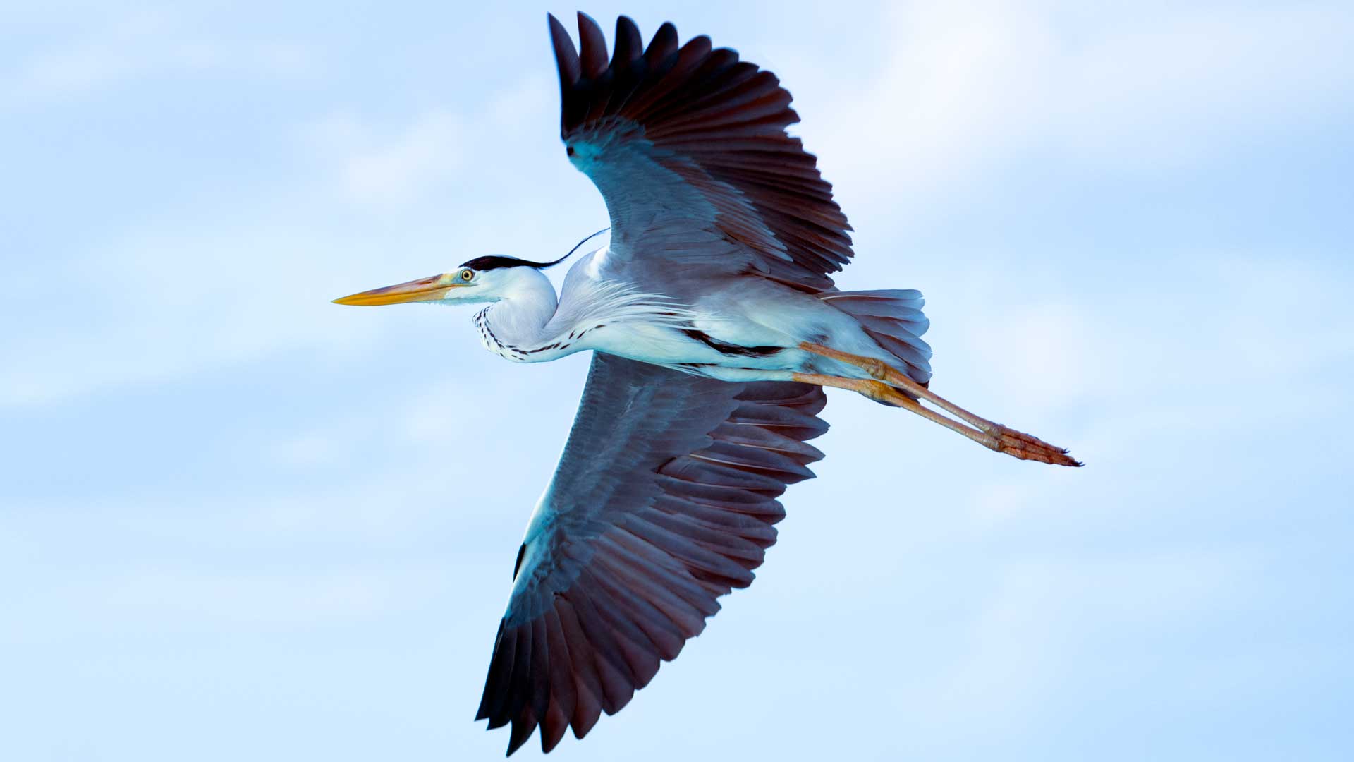 Pictures of heron