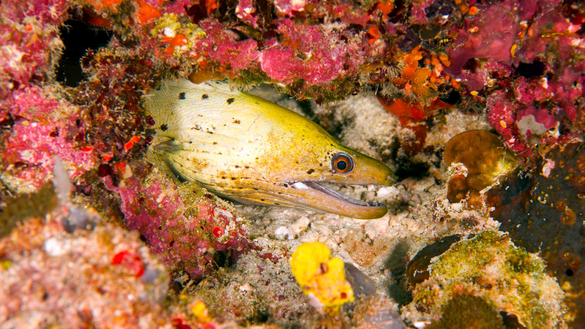 Reef Fishes