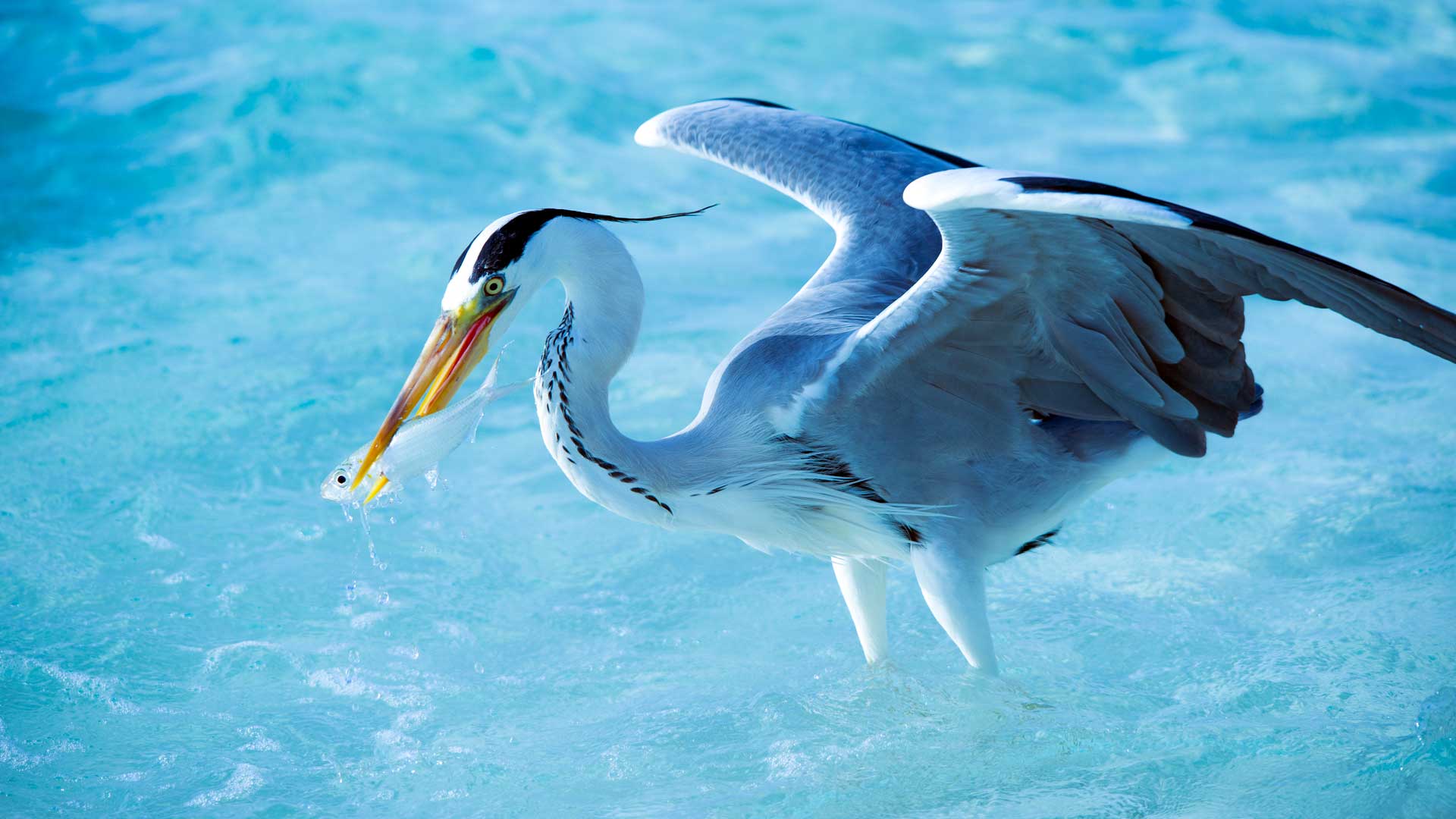 Herons & Egrets