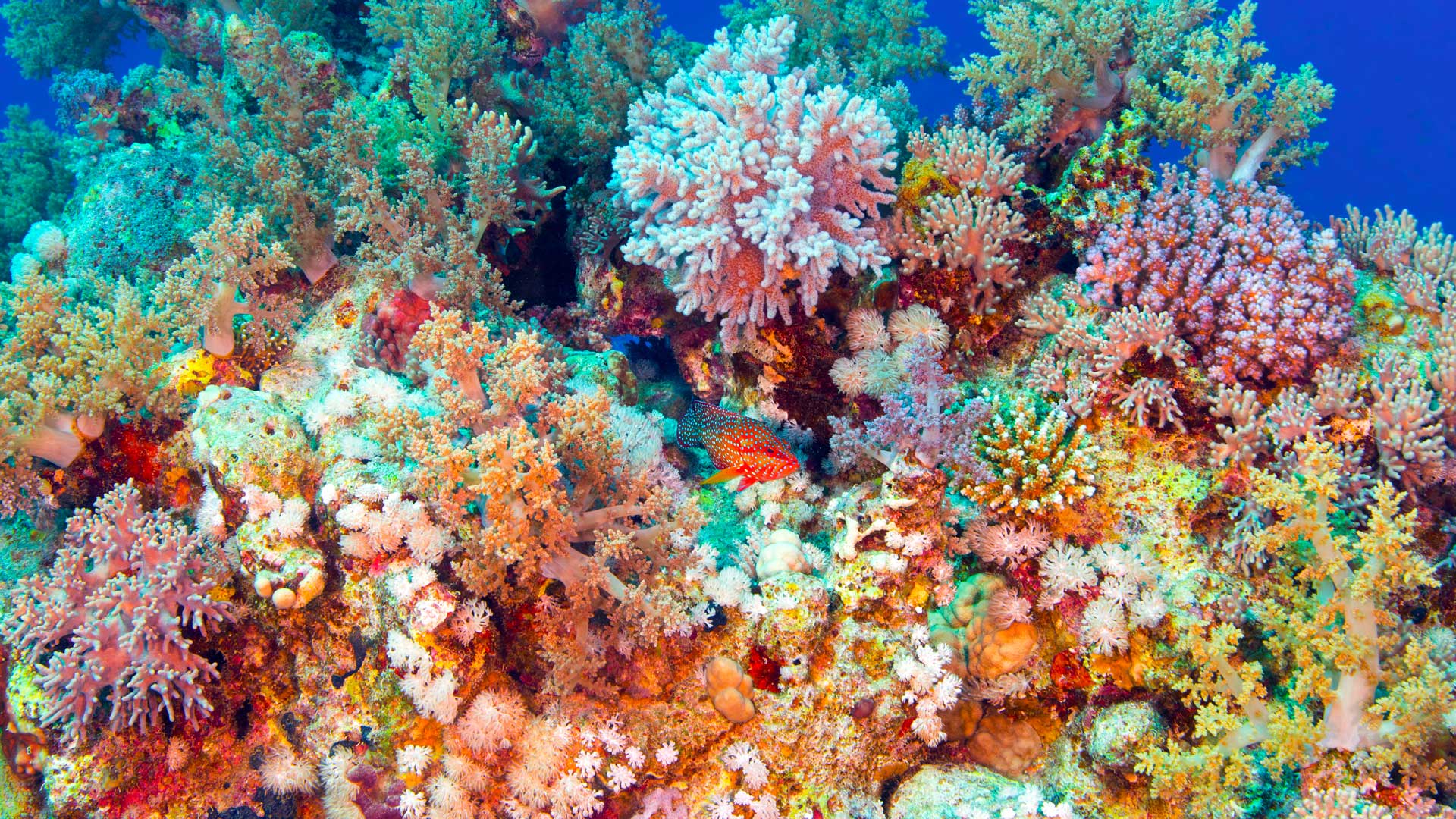 Coral Reef