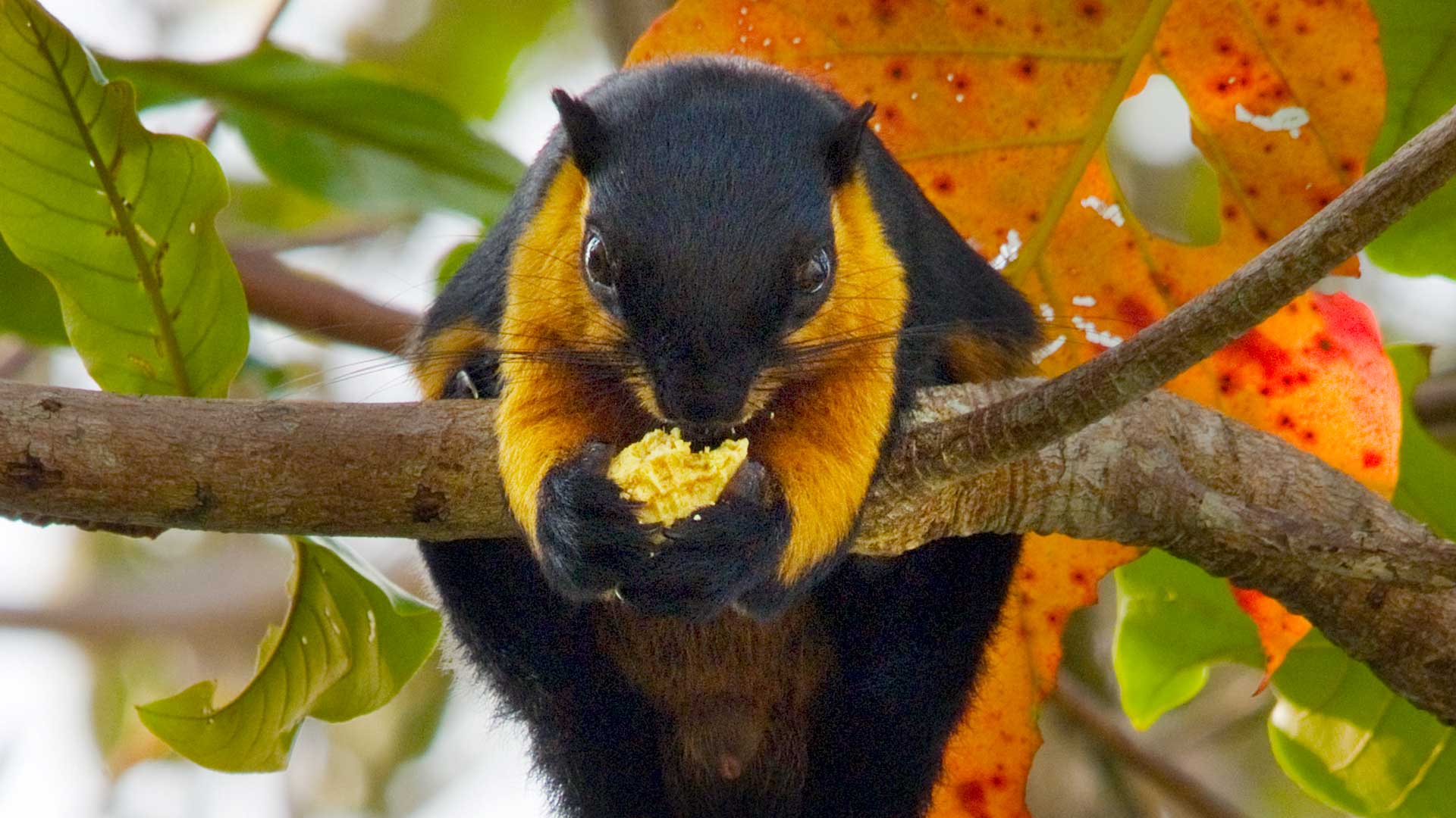 Rainforest Repast