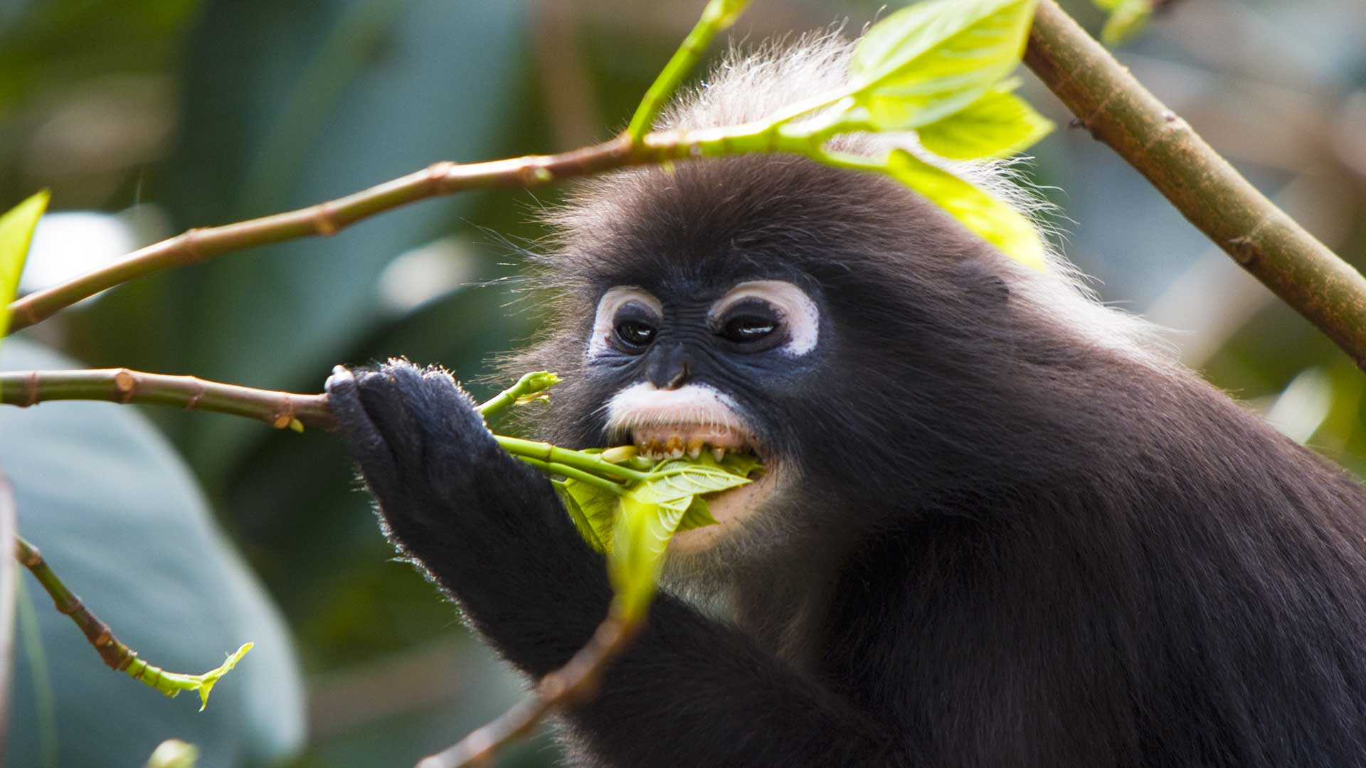 Pictures of Monkeys