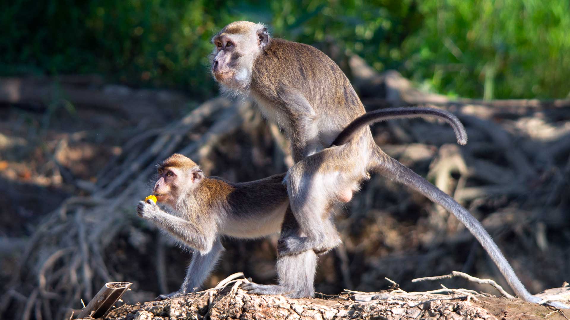 Pictures of Monkeys