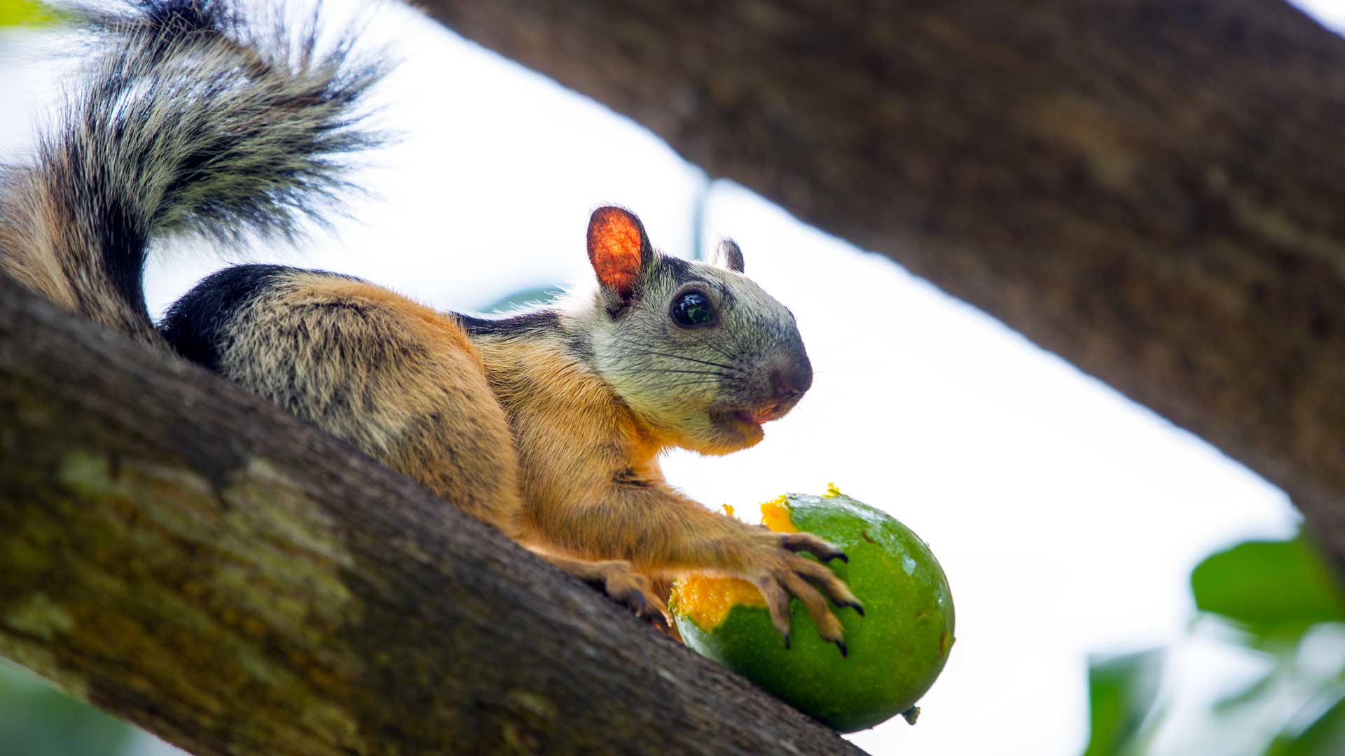 Wildlife photography