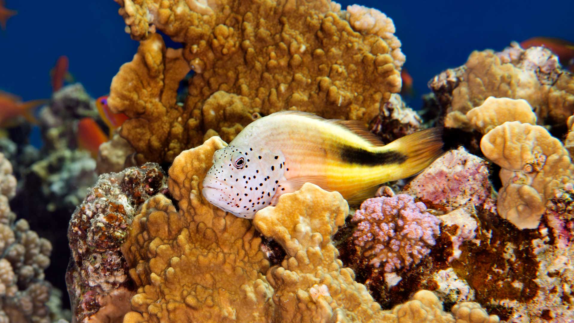 Coral reefs pictures