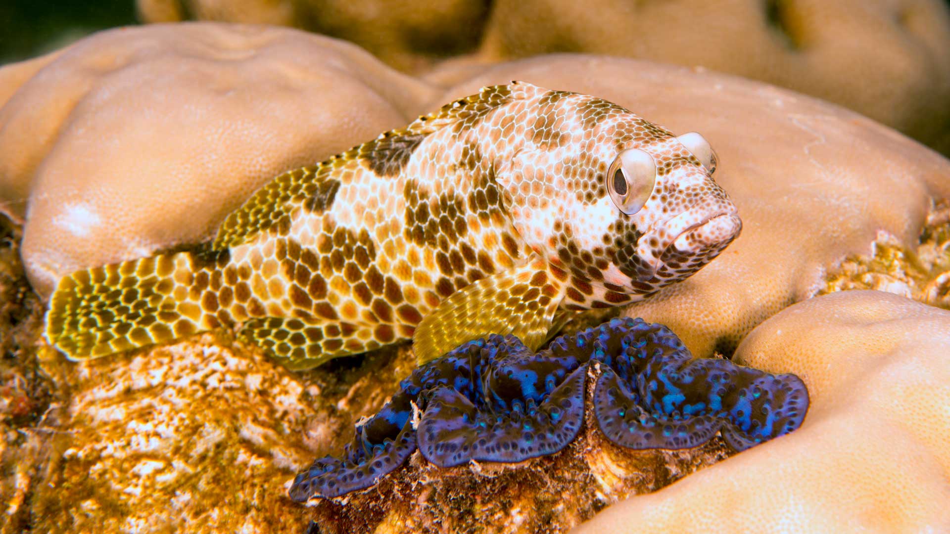 Coral reefs as an eco system