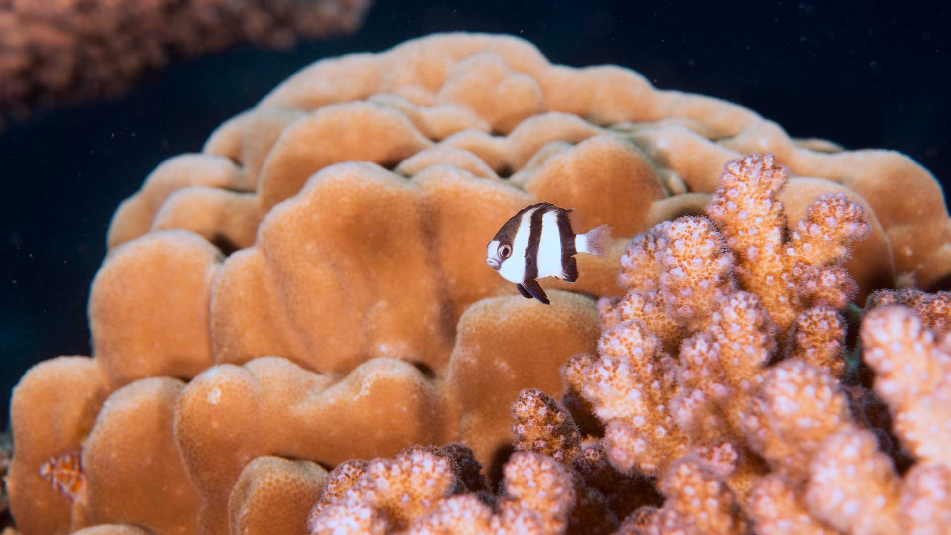 Underwater pictures