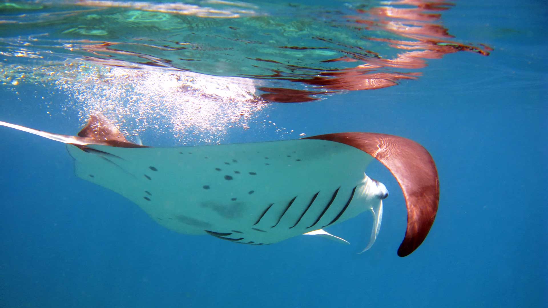 Underwater pictures