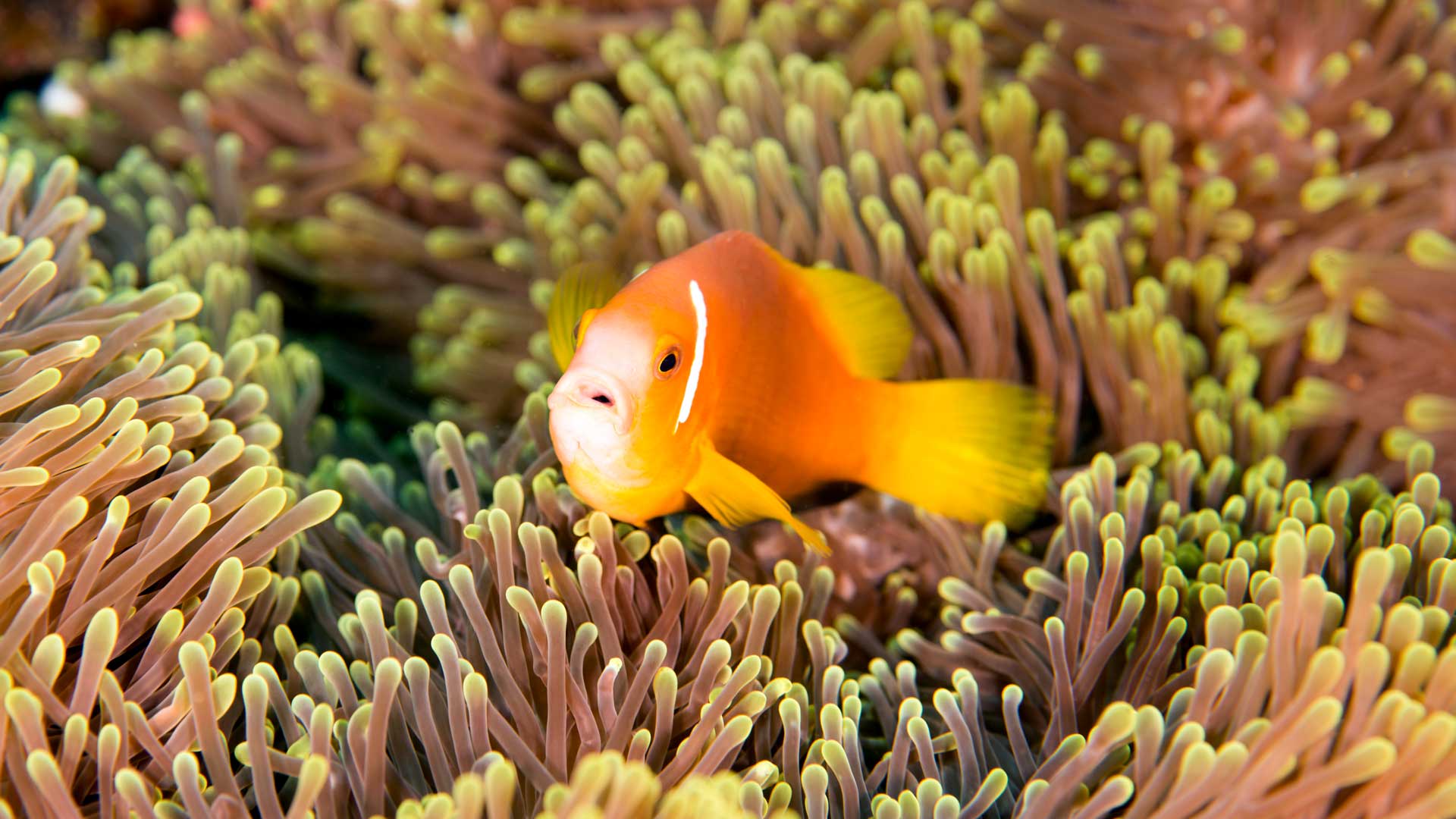 Pictures of clownfish