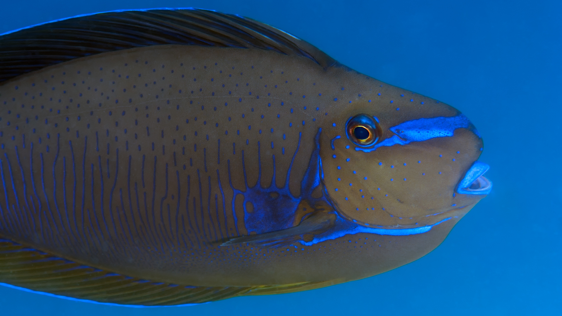 Underwater photography