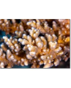 Reef Polyps