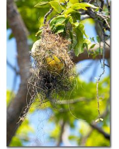 Altamira oriole nest building in tropical woodland