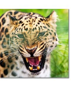 Roar of a Leopard