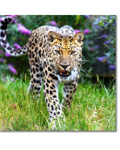 Amur leopard stalking its prey