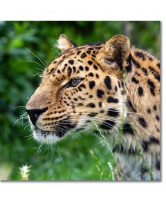 Amur leopard contemplative portrait