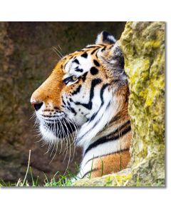 Amur Tiger resting at the entrance to a mountain cave