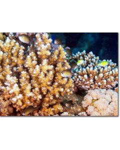 Arabian Chromis poised alluringly by corals