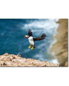 Atlantic Puffin landing on a cliff
