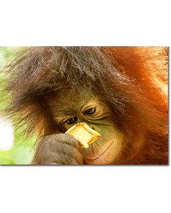 Cross-eyed Orangutan closely inspecting a flower