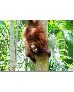 Bornean Orangutan hanging upside down