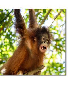 Hanging around - Bornean Orangutan playing