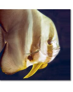 Batfish (longfin spadefish)