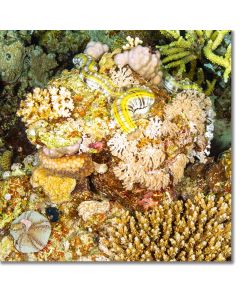 Beaded sea cucumber interlaced within soft corals