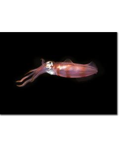 Bigfin Reef Squid deep in the darkness of the Red Sea