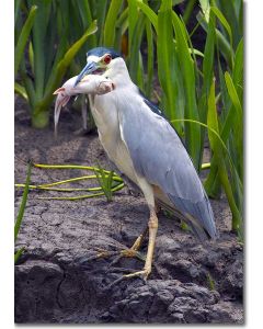 Black-crowned Night Heron with a catfish