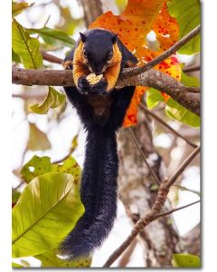 Black Giant Squirrel - breakfast in the rainforest