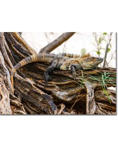 Black Iguana basking on the roots of a fig tree