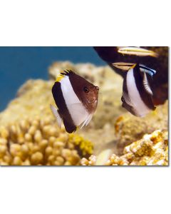 Brown & White Butterflyfish by golden corals