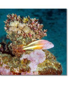 Black-sided hawkfish barely discernible from soft corals