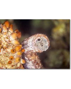 Black spotted sea cucumber peeping out from behind a collection of sea squirts.