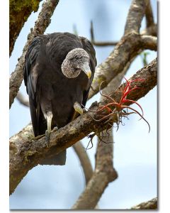 Black vulture, perched by a pink bromeliad