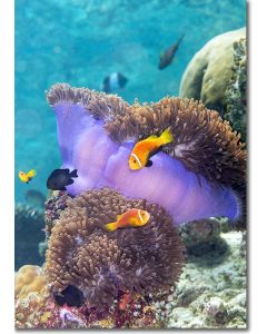 Blackfinned clownfish (anemonefish) in an anemone