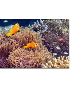 Pair of Clownfish (anemonefish) guarding their anemone