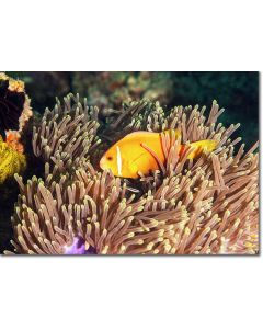 Clownfish ensconced in a Magnificent Anemone